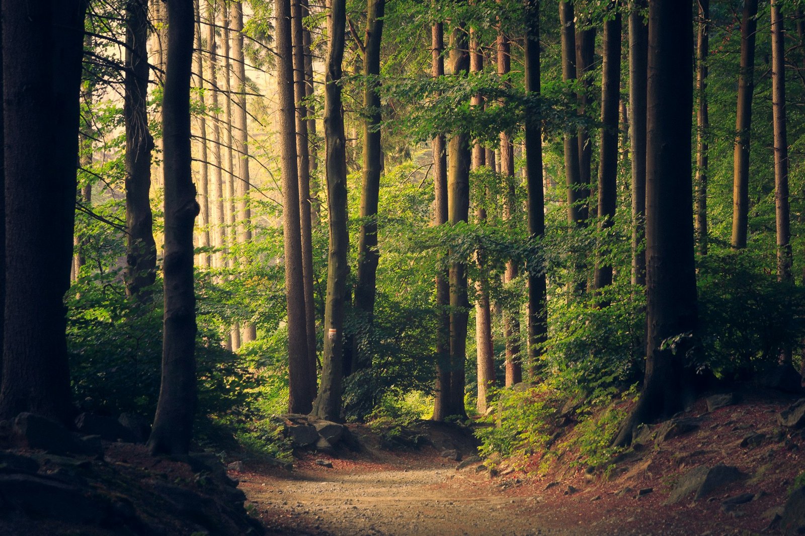 Zonlicht valt door de bomen in een rustig, groen bos